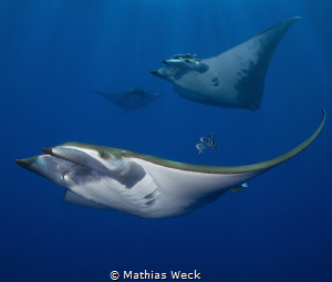 Manta Rays at the Azores by Mathias Weck 